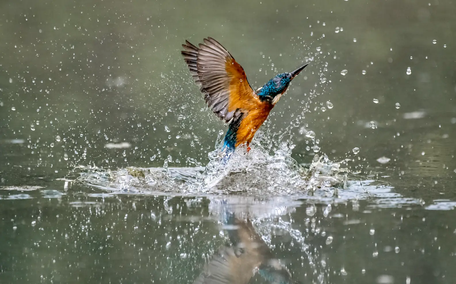 Kingfisher taking flight from the water